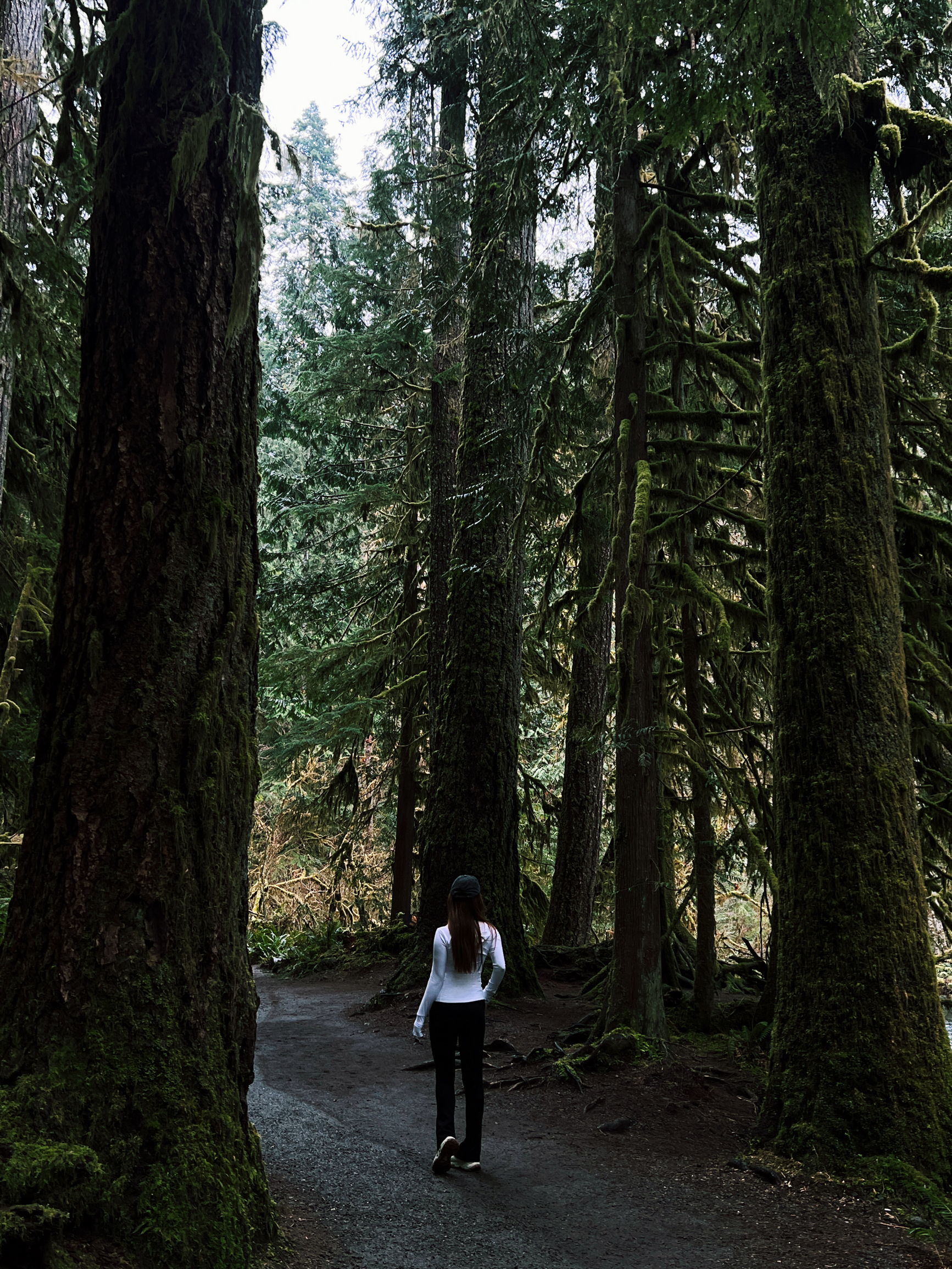 西雅图周边游来到暮光森林也太美了🌳