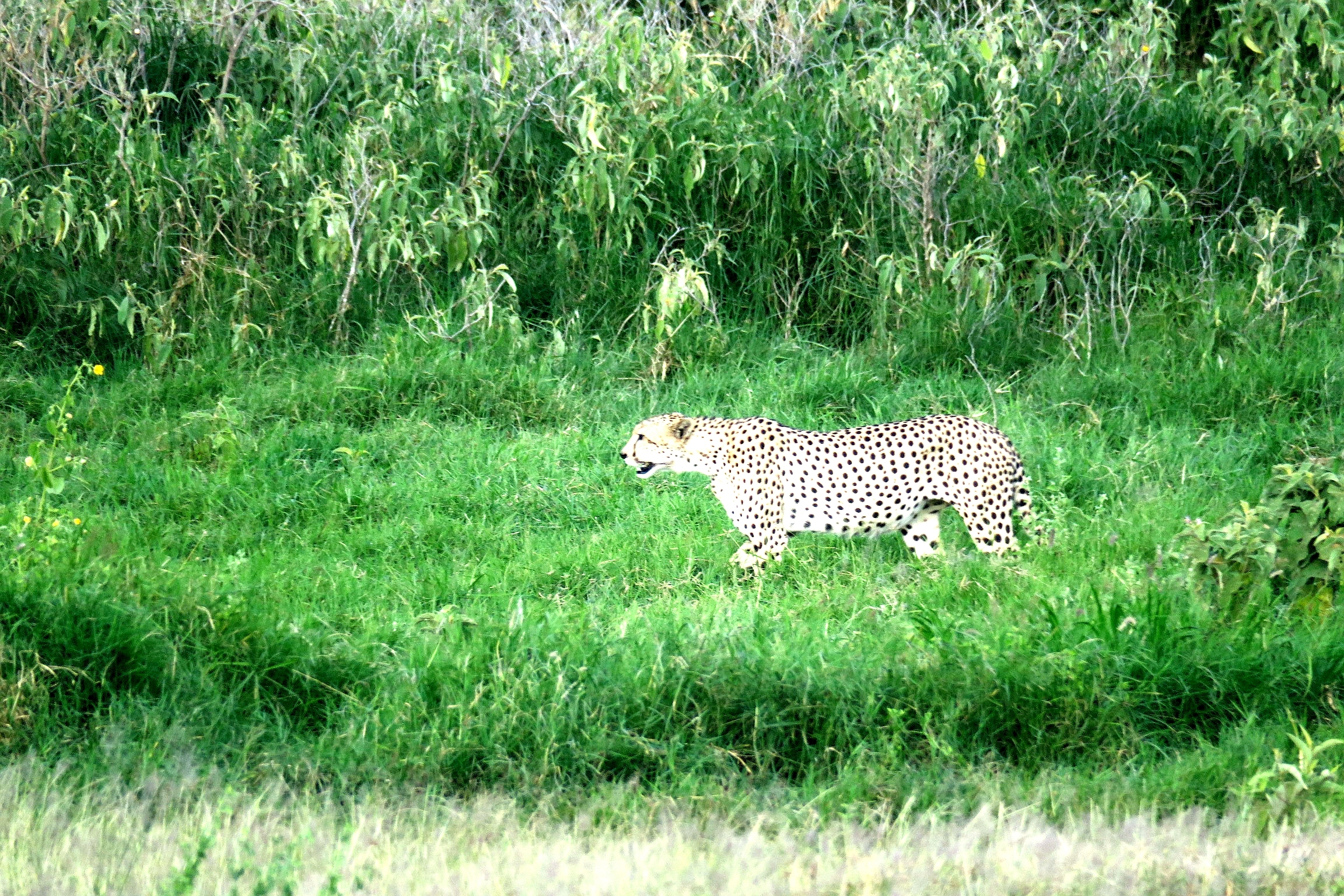 惊遇猎豹，在肯尼亚安博塞利国家公园恐惧得全身紧绷，屏住呼吸