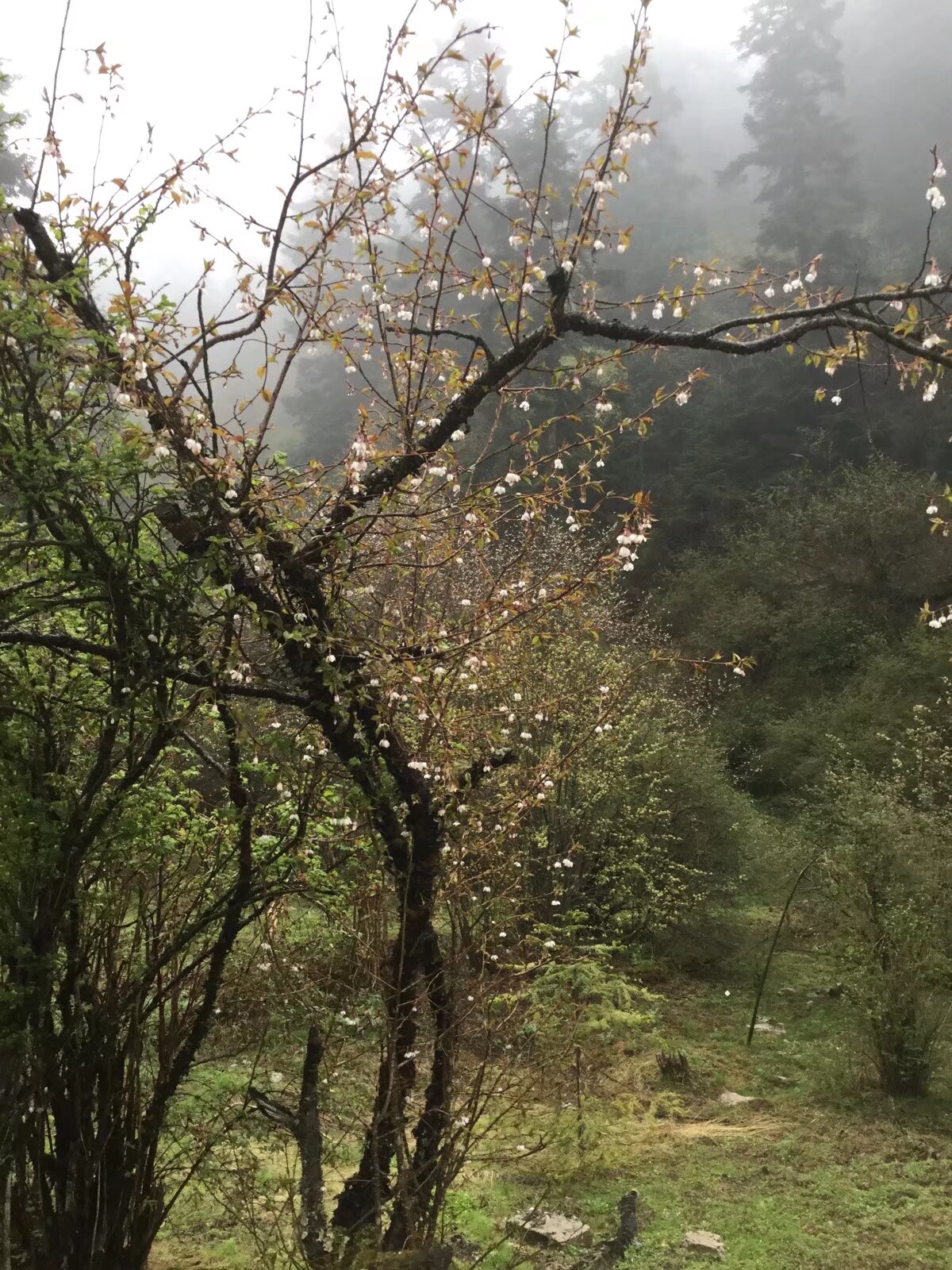 官鹅沟的高山杜鹃花