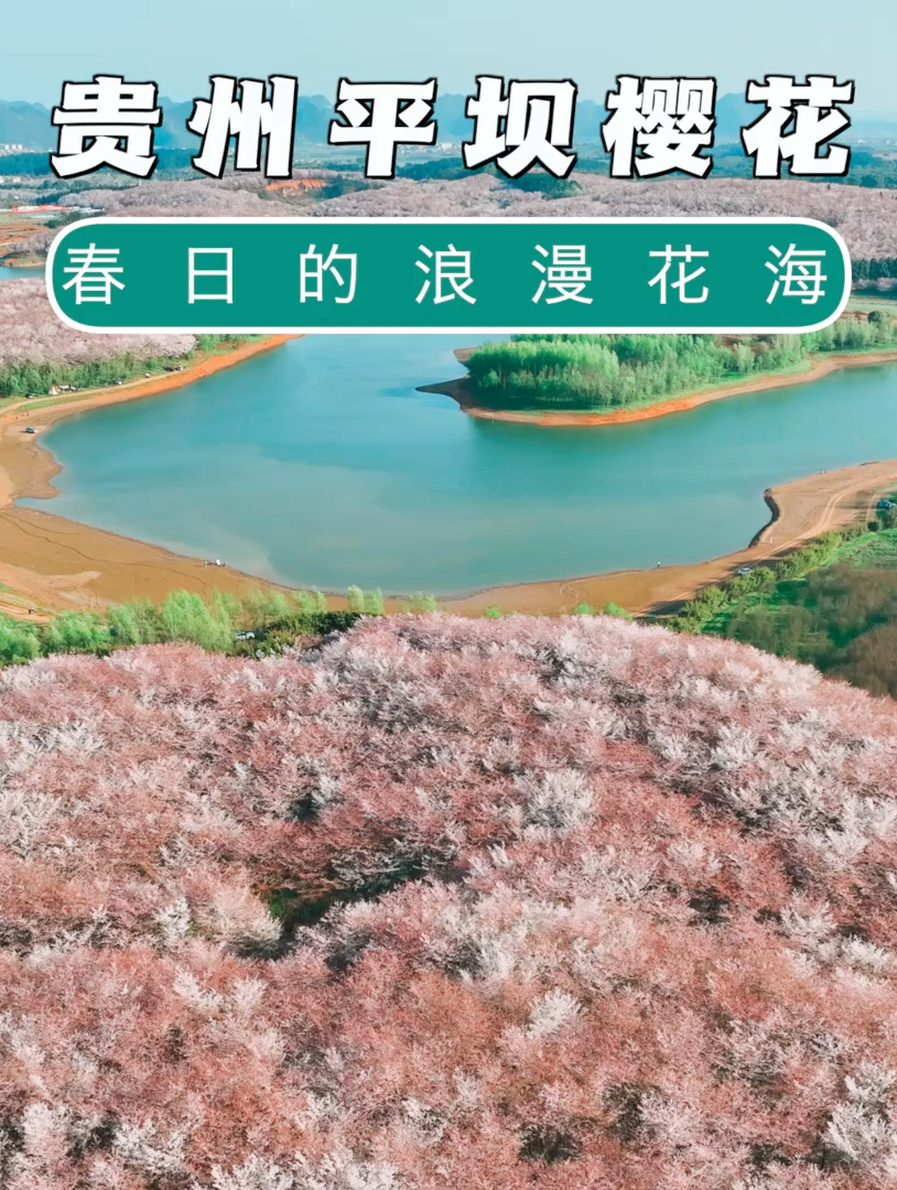 不在日本，在贵州！世界上最大的樱花园就是贵州平坝樱花