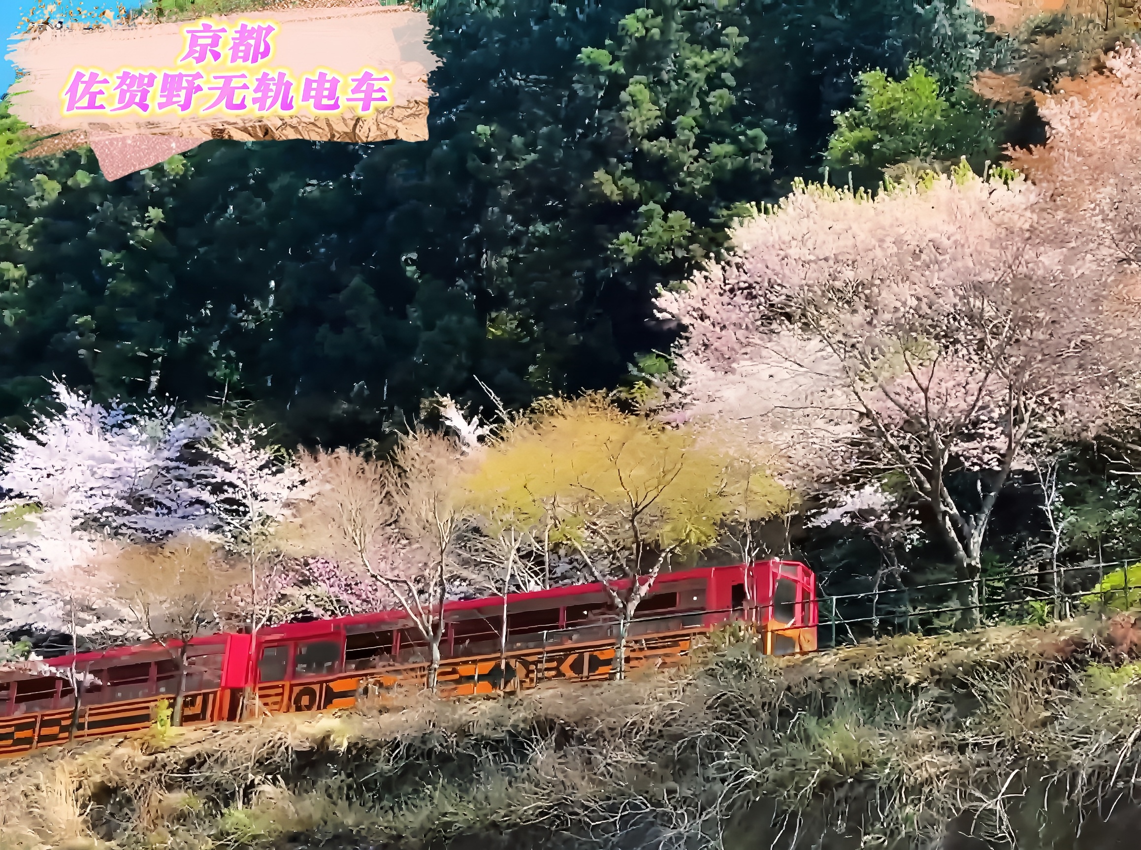 春季赏樱游：京都岚山电车之旅 🚂