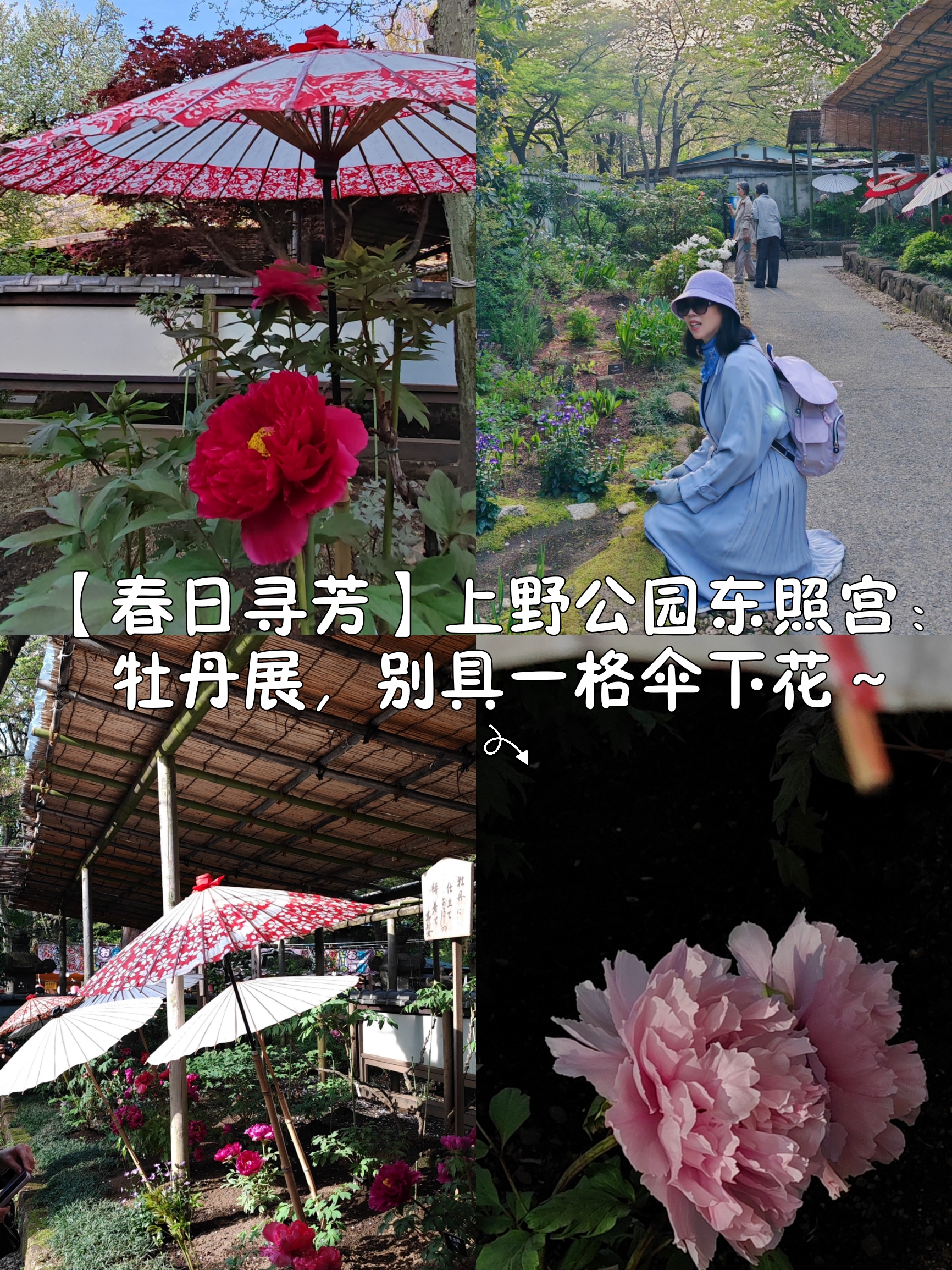【春日寻芳】上野公园东照宫：牡丹展，别具一格伞下花～