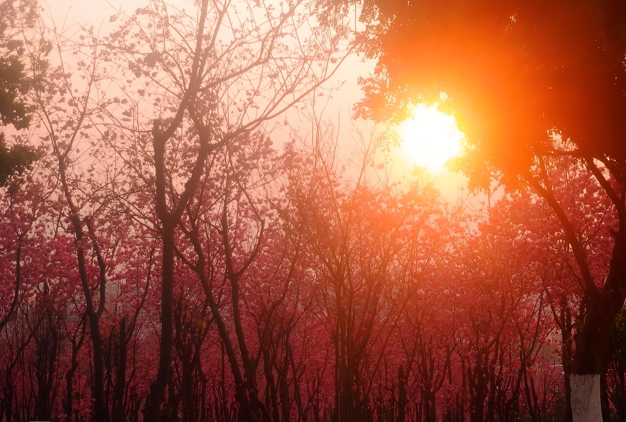 保山东山森林公园--最美日落观景攻略--拍照打卡樱花园