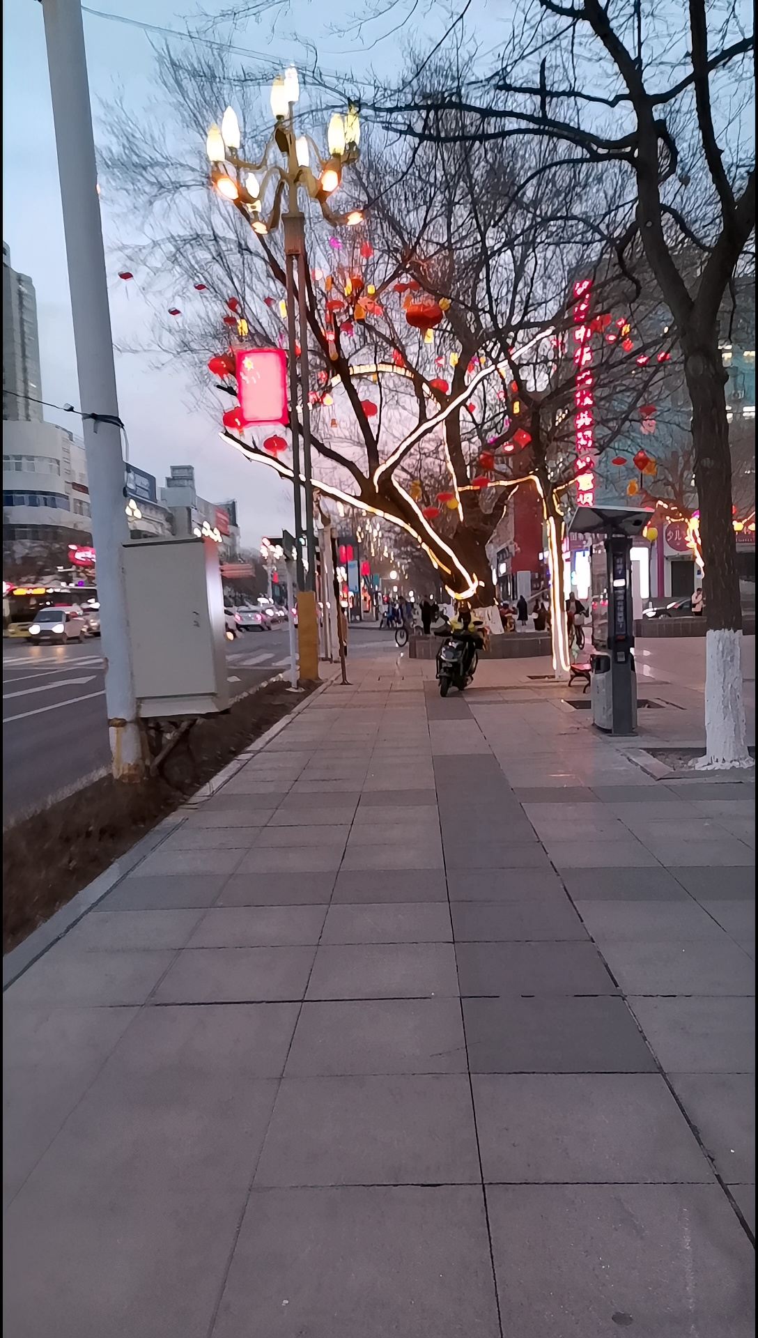 昌吉市街边老树