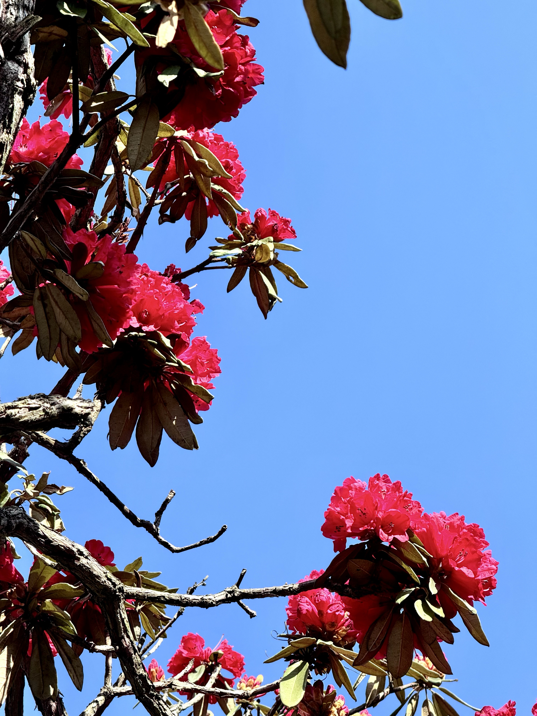 贵州之春，杜鹃花海，你见过这样绚烂多彩的仙境吗？