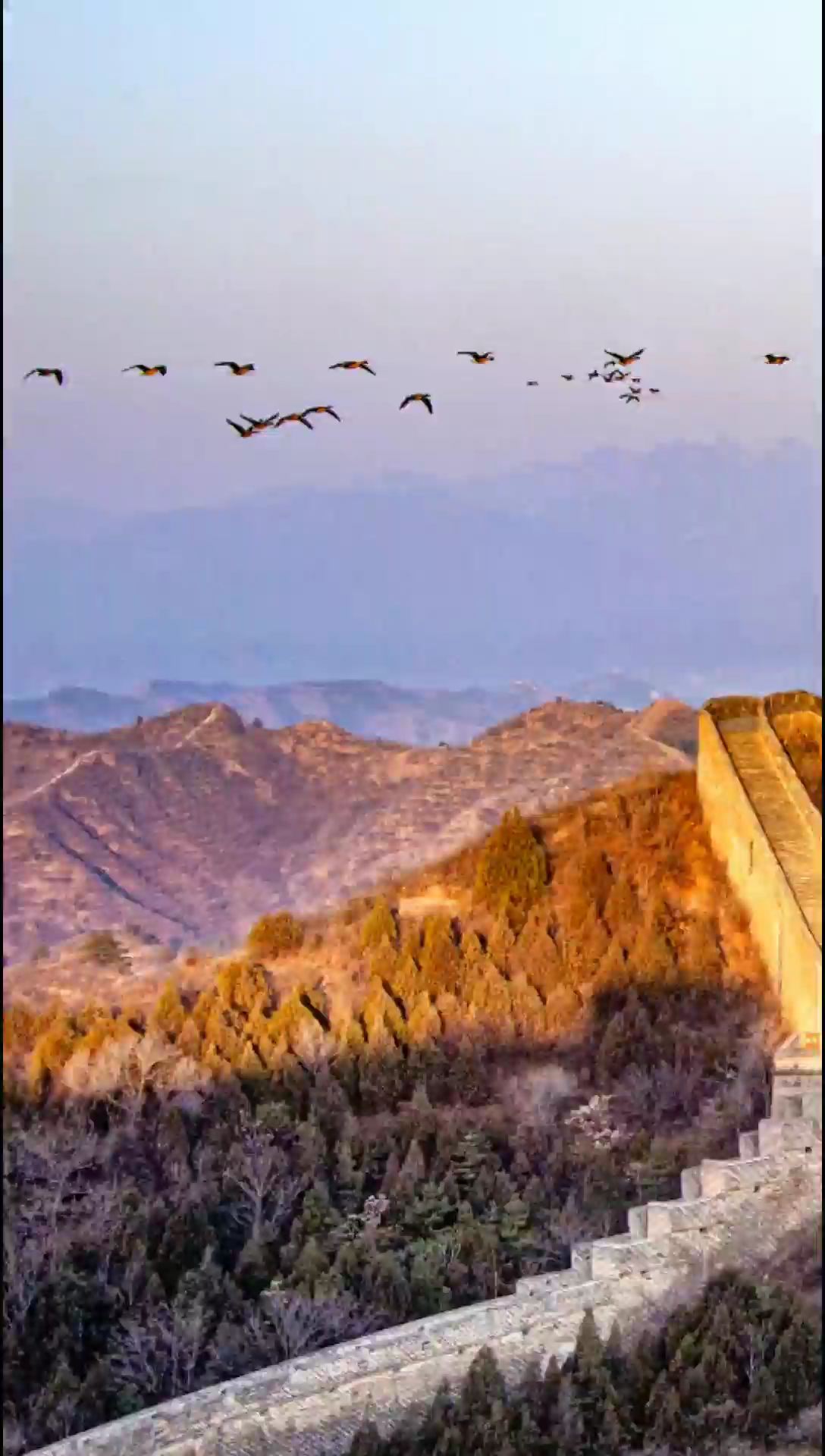 一翅千里之外，大雁飞跃金山岭长城壮观画面。#大美中国 #金山岭长城
