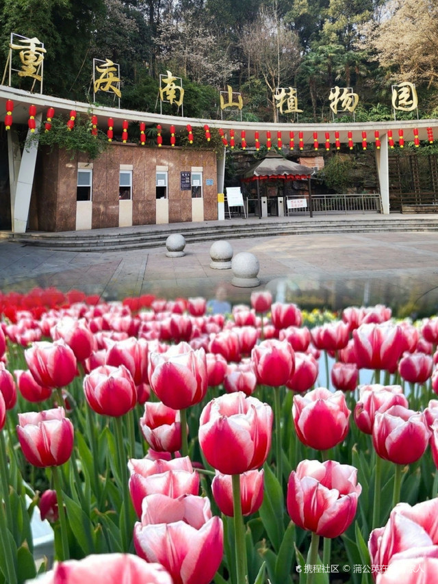 来重庆不得不去打卡的重庆南山植物园,来感受大自然的美丽