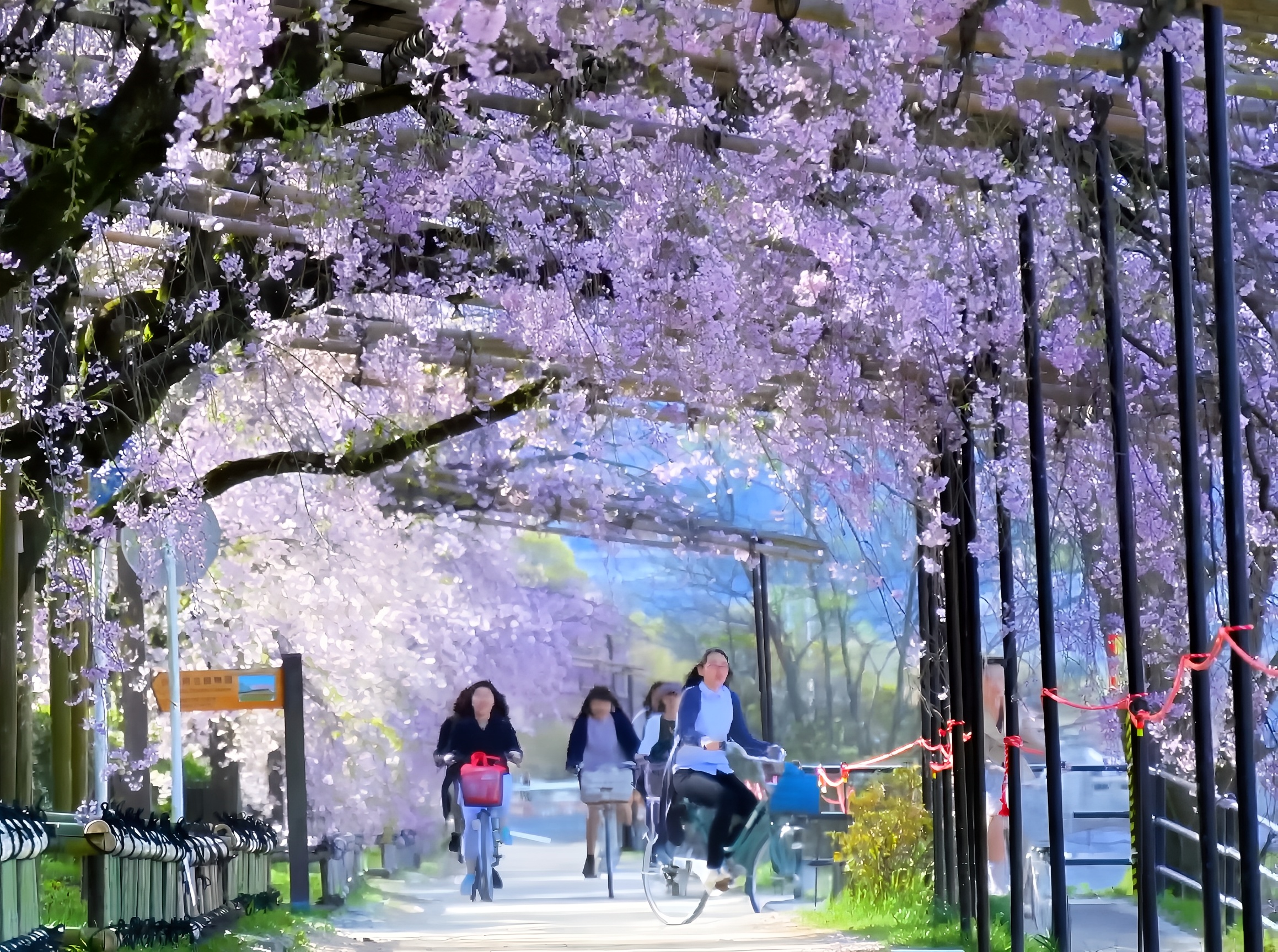遇见京都中城小径：樱花盛开下的诗意漫步 🌸
