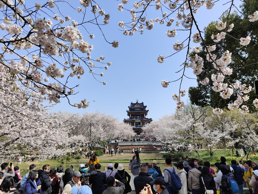 赏樱阁,满坡雪花压青枝