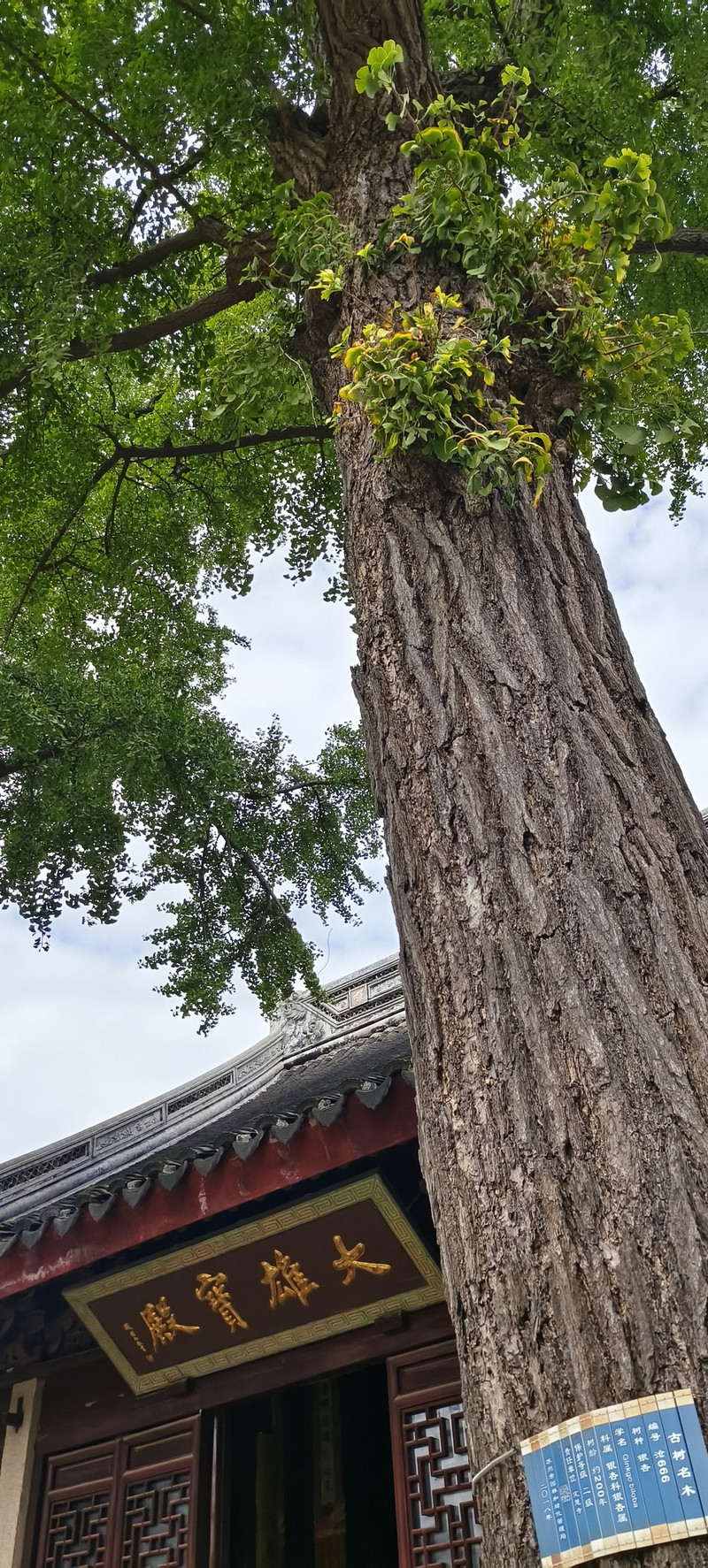 定慧寺规模不大，只两进院落，也看不到什么古迹，唯有大殿前两株树龄200