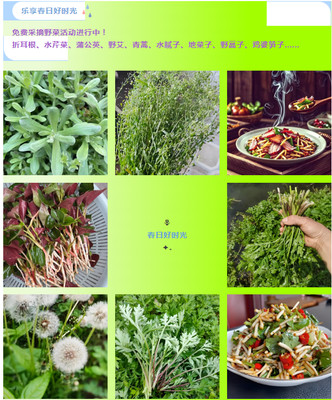 春日里的野菜宝藏:一场挖掘自然的盛宴!