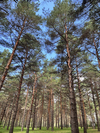 卜奎-墨尔根-小兴安岭洗肺之旅-第二站嫩江高峰森林公园、驿站公园