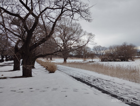 东瀛游记——2025年春