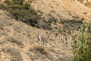 洛扎游记图文-雄拉山脚的盘羊和对面的雪山
