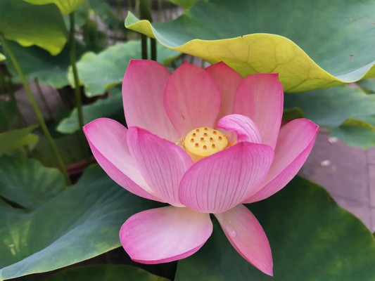 桂湖