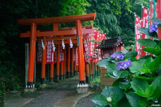 镰仓散策景点之狐狸满满的佐助稻荷神社 梅雨绣球花季更有氛围