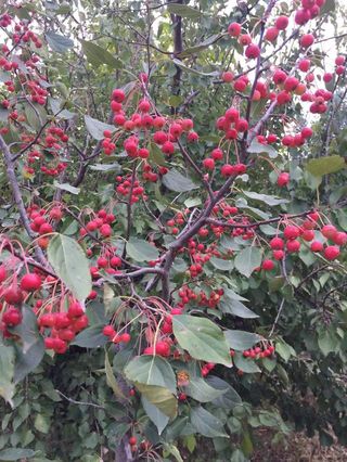 在临沂，安利一处乡村旅游好去处