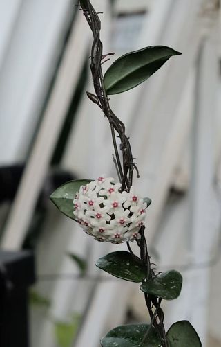 在昆明闯入莫奈的花园🌿扶荔宫美到失语！！