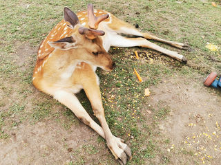 伊春、哈尔滨亲子6日游