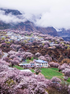 藏地江南:林芝的桃花盛宴 🌸