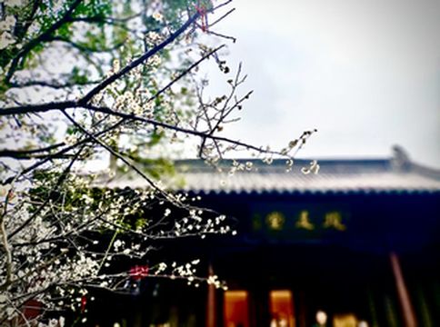 春日杭州赏花