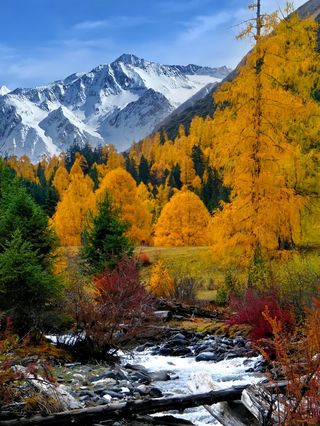 金秋十月四川周边有什么好看的红叶彩林美景和路线