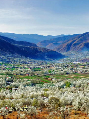 奔赴金川,赴一场梨花之约