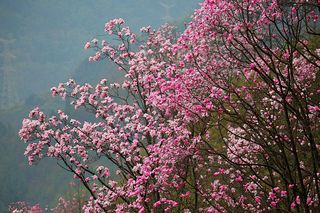 川西七日行:邂逅繁花与雪山的梦幻之旅