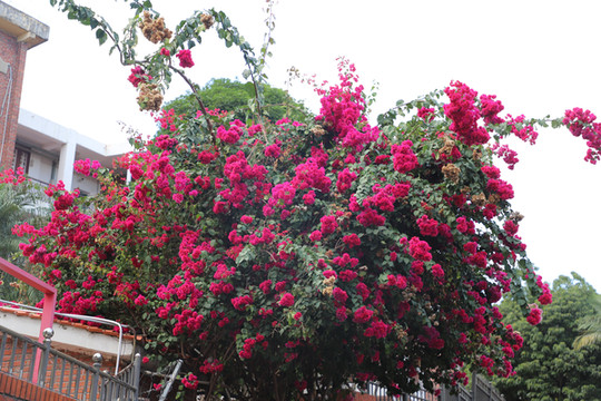 厦门旅游三天两晚+酒店推荐