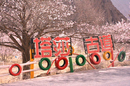 帕米尔高原又一次杏花绽放的季节☞拍拿放轻松游略略略略略略