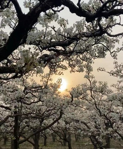 阳信游记图文-一树梨花压海棠|被惊艳的春日