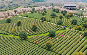 松桃游记图文-乡游黔中·松桃苗族自治县 棉花山村丨捎来春天的第一口鲜