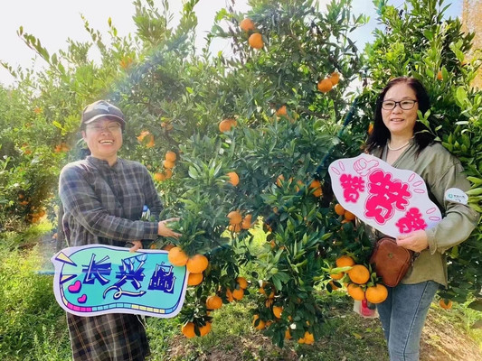 金秋十月团建必打卡:上海长兴岛桔园农庄桔子畅摘烧烤畅吃