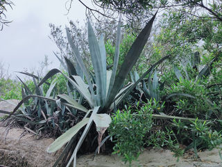 龙舌兰,长留清气满山冈