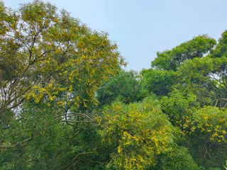 金合欢,满坡金黄绣相思