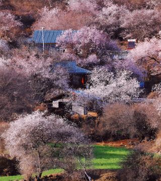 西藏波密桃花沟桃花旅游路线攻略