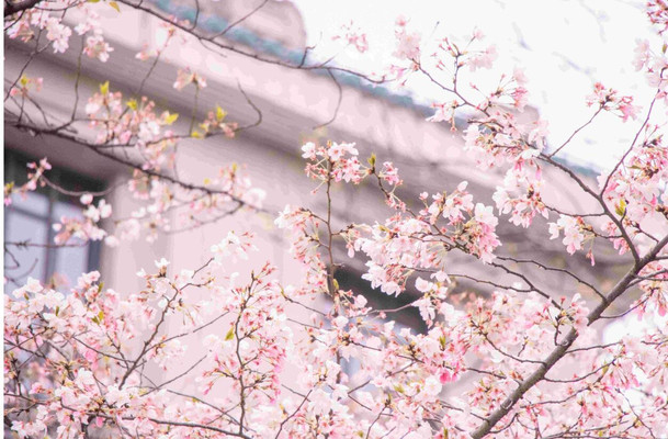 莫负春日好时光!这份「春日赏花」攻略,赶紧收藏!!