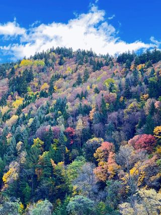 金秋十月适合去四川哪些地方看红叶彩林路线