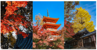 带娃关西自由行 欣赏红叶不迷路（8天7晚）