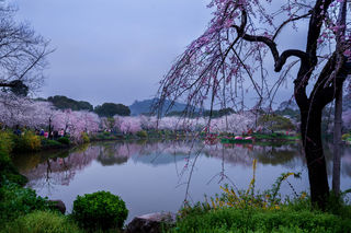 赏樱花怎能不来武汉