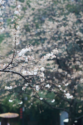 长沙旅游攻略🌸畅游橘子洲头、岳麓山,拍照打卡好去处📸