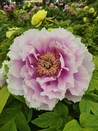 2024年4月洛阳看牡丹,郑州看戏(只有河南)