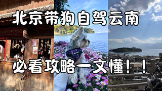 北京带狗自驾云南，必看攻略一文懂！！！