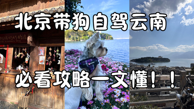 北京带狗自驾云南,必看攻略一文懂!!!