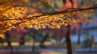 最美的季节-京都