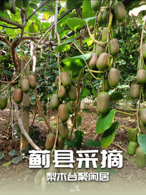 梨木台/九山顶度假区游记图片] 天津蓟县九山顶聚闲居百亩果园沉浸采摘水库垂钓-民宿汇