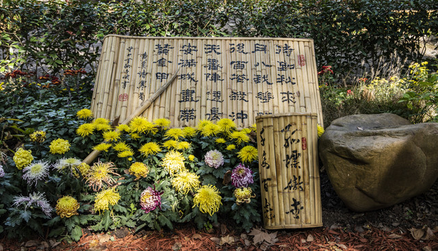 上海共青城森林公园随手拍(二)