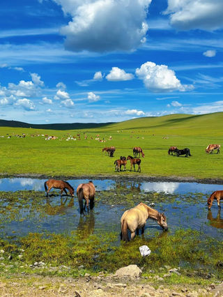 🌿呼伦贝尔3天2夜!闯入Windows桌面级草原,美到窒息!