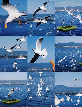 来海埂大坝，和海鸥赴一场冬日之约✨