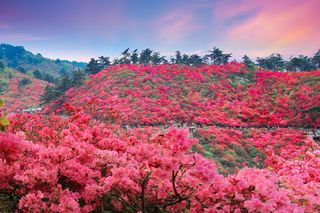 从上帝的视角看云雾山的野杜鹃花海，有多震撼？